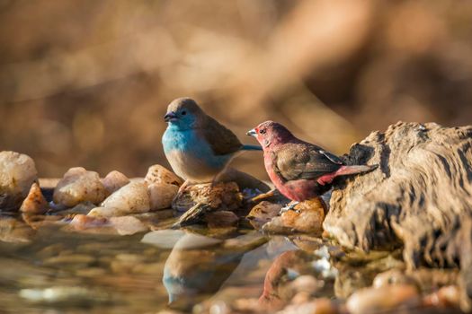 Jameson Firefinch and Blue breasted Cordonbleu standing at waterhole in Kruger National park, South Africa ; Specie Lagonosticta rhodopareia and Uraeginthus angolensis family of Estrildidae
