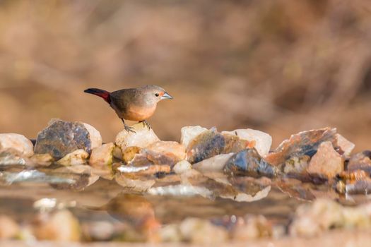Jameson Firefinch female standing at waterhole in Kruger National park, South Africa ; Specie Lagonosticta rhodopareia family of Estrildidae