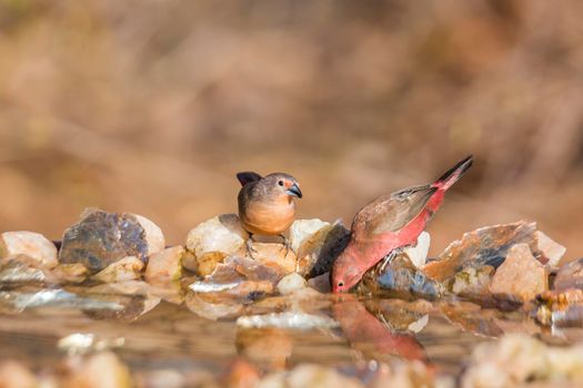 Jameson Firefinch couple standing at waterhole in Kruger National park, South Africa ; Specie Lagonosticta rhodopareia family of Estrildidae
