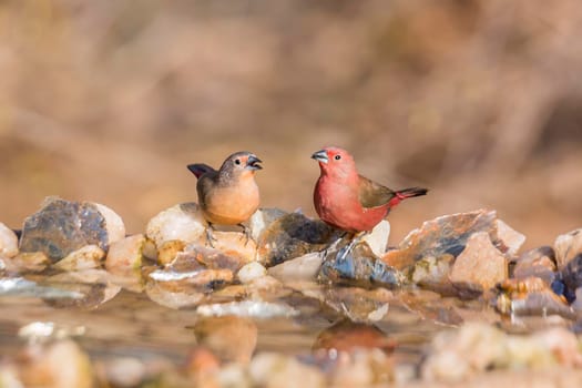 Jameson Firefinch couple standing at waterhole in Kruger National park, South Africa ; Specie Lagonosticta rhodopareia family of Estrildidae