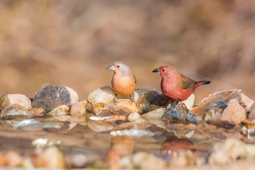 Jameson Firefinch couple standing at waterhole in Kruger National park, South Africa ; Specie Lagonosticta rhodopareia family of Estrildidae