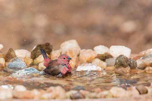 Jameson Firefinch male bathing in waterhole in Kruger National park, South Africa ; Specie Lagonosticta rhodopareia family of Estrildidae