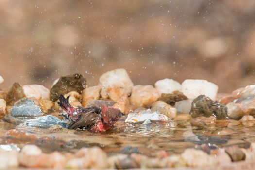 Jameson Firefinch male bathing in waterhole in Kruger National park, South Africa ; Specie Lagonosticta rhodopareia family of Estrildidae