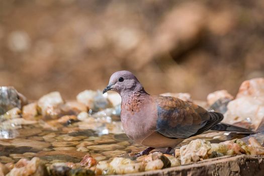 Laughing Dove bathing in waterhole in Kruger National park, South Africa ; Specie Streptopelia senegalensis family of Columbidae