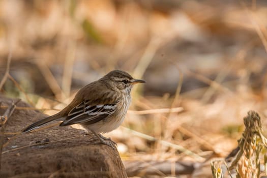 Red backed Scrub Robin standing on the ground in Kruger National park, South Africa; specie Cercotrichas leucophrys family of Musicapidae