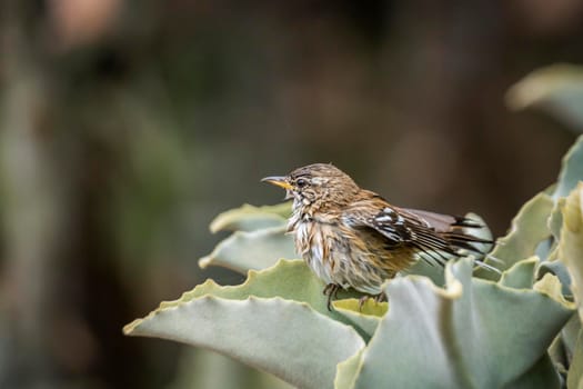 Red backed Scrub Robin drying feather in plant in Kruger National park, South Africa; specie Cercotrichas leucophrys family of Musicapidae