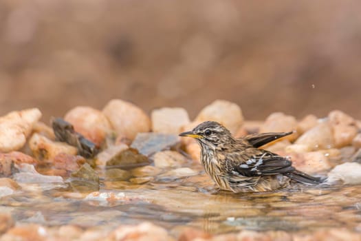 Red backed Scrub Robin bathing in waterhole in Kruger National park, South Africa; specie Cercotrichas leucophrys family of Musicapidae