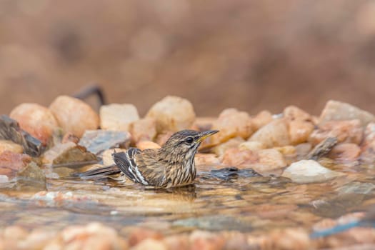 Red backed Scrub Robin bathing in waterhole in Kruger National park, South Africa; specie Cercotrichas leucophrys family of Musicapidae