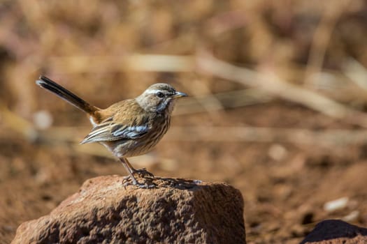 Red backed Scrub Robin with tail up standing on mud mound in Kruger National park, South Africa; specie Cercotrichas leucophrys family of Musicapidae
