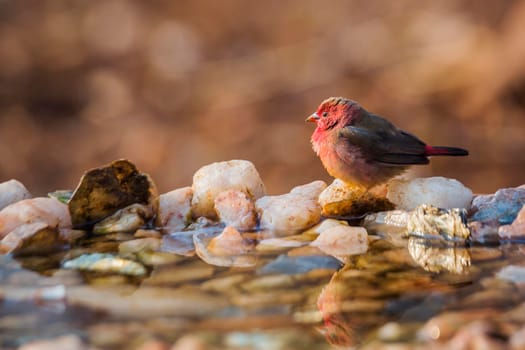 Red-billed Firefinch standing at waterhole in morning light in Kruger National park, South Africa ; Specie family Lagonosticta senegala of Estrildidae