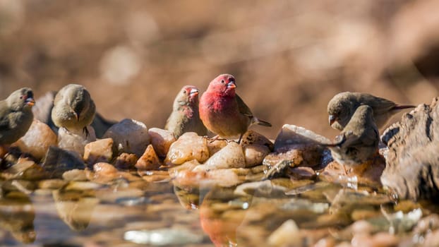Red-billed Firefinch male and female standing at waterhole in Kruger National park, South Africa ; Specie family Lagonosticta senegala of Estrildidae