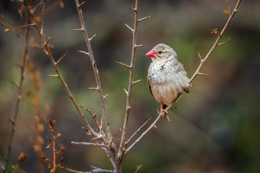 Red-billed Quelea perched on a branch with natural background in Kruger National park, South Africa ; Specie Quelea quelea family of Ploceidae