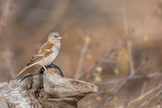 Southern Grey-headed Sparrow standing in a log with natural blur background in Kruger National park, South Africa ; Specie family Passer diffusus of Passeridae
