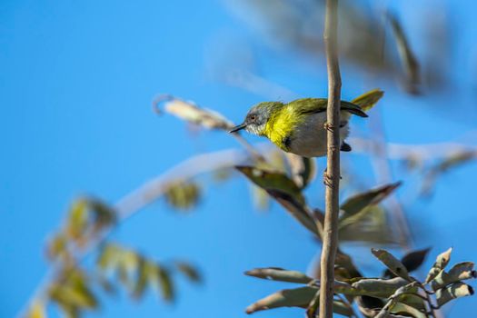 Yellow breasted Apalis perched in branch with blue background in Kruger National park, South Africa; specie Apalis flavida family of Cisticolidae
