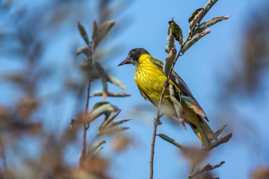 African Black headed Oriole juvenile standing on a branch in Kruger National park, South Africa ; Specie Oriolus larvatus family of Oriolidae; oriole;