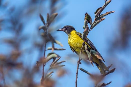 African Black headed Oriole juvenile standing on a branch in Kruger National park, South Africa ; Specie Oriolus larvatus family of Oriolidae; oriole;