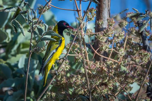 African Black headed Oriole hidding in flowering plant in Kruger National park, South Africa ; Specie Oriolus larvatus family of Oriolidae; oriole;