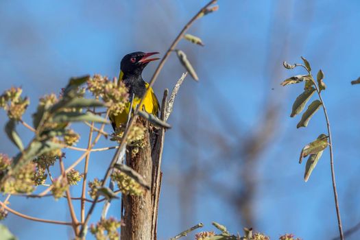 African Black headed Oriole standing on a trunk in Kruger National park, South Africa ; Specie Oriolus larvatus family of Oriolidae; oriole;