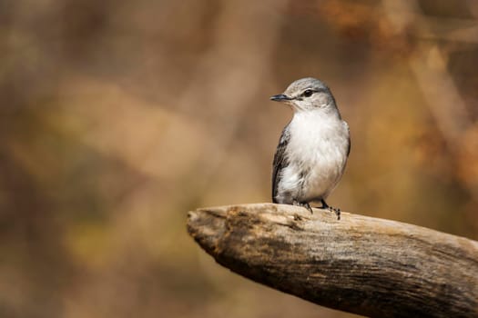 Ashy Flycatcher standing on a log with natural background in Kruger National park, South Africa ; Specie Muscicapa caerulescens family of Musicapidae