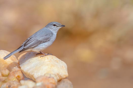 Ashy Flycatcher standing on stone with natural background in Kruger National park, South Africa ; Specie Muscicapa caerulescens family of Musicapidae