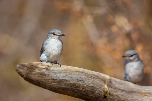 Ashy Flycatcher couple standing on a log with natural background in Kruger National park, South Africa ; Specie Muscicapa caerulescens family of Musicapidae