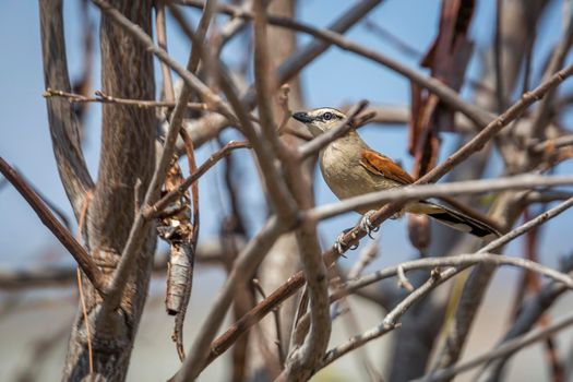 Black-crowned Tchagra hidding in the bush in Kruger National park, South Africa ; Specie Tchagra senegalus family of Malaconotidae