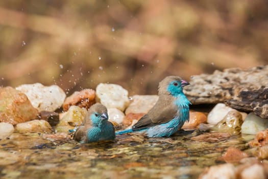 Two Blue-breasted Cordonbleu bathing in waterhole in Kruger National park, South Africa ; Specie Uraeginthus angolensis family of Estrildidae