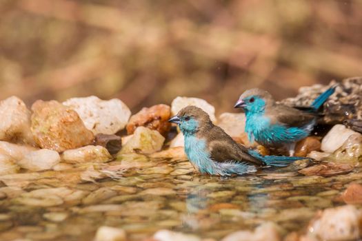 Two Blue-breasted Cordonbleu bathing in waterhole in Kruger National park, South Africa ; Specie Uraeginthus angolensis family of Estrildidae