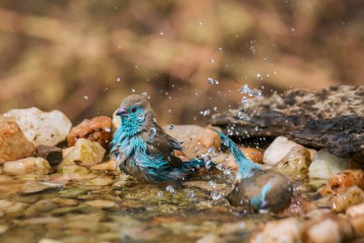 Two Blue-breasted Cordonbleu bathing in waterhole in Kruger National park, South Africa ; Specie Uraeginthus angolensis family of Estrildidae