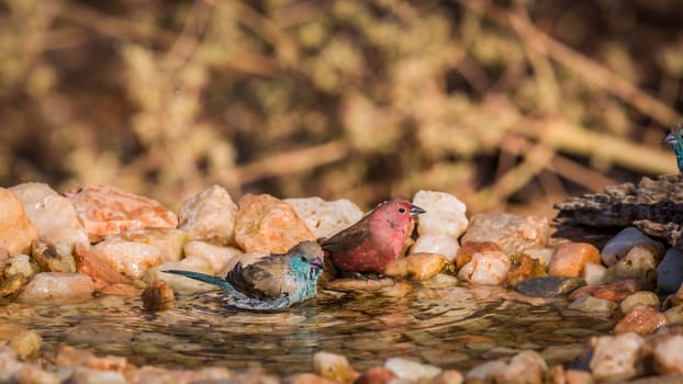 Jameson Firefinch and Blue-breasted Cordonbleu bathing in waterhole in Kruger National park, South Africa ; Specie Lagonosticta rhodopareia and Uraeginthus angolensis family of Estrildidae