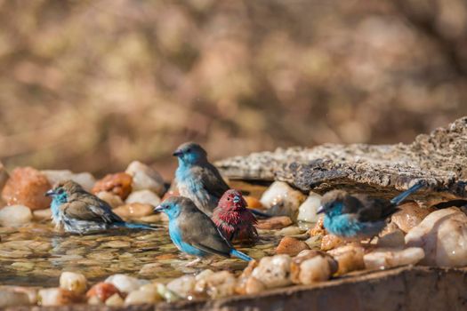 Blue-breasted Cordonbleu and Jameson Firefinch bathing in waterhole in Kruger National park, South Africa ; Specie Uraeginthus angolensis and Lagonosticta rhodopareia family of Estrildidae