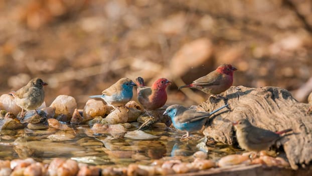 Blue-breasted Cordonbleu and Red billed Firefinch drinking in waterhole in Kruger National park, South Africa ; Specie Uraeginthus angolensis and Lagonosticta senegala family of Estrildidae