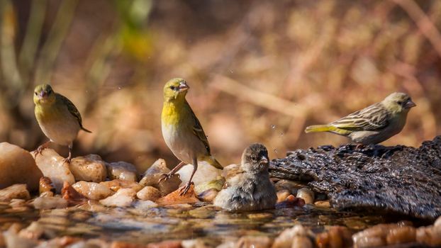 Southern Grey headed Sparrow and Village weave bathing in waterhole in Kruger national park ; Specie Passer diffusus and Ploceus cucullatus