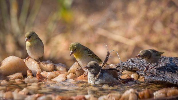 Southern Grey headed Sparrow and Village weave bathing in waterhole in Kruger national park ; Specie Passer diffusus and Ploceus cucullatus