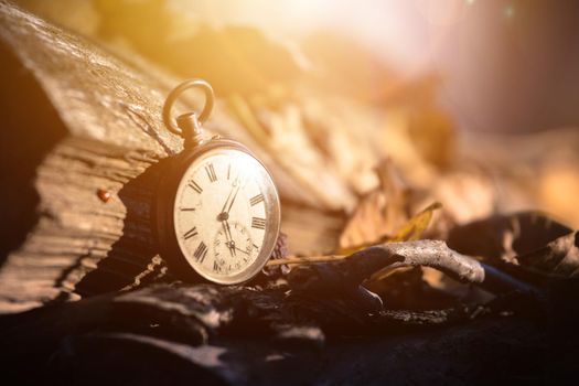 Vintage watch leans on a wood piece and dry leaves, blurriness