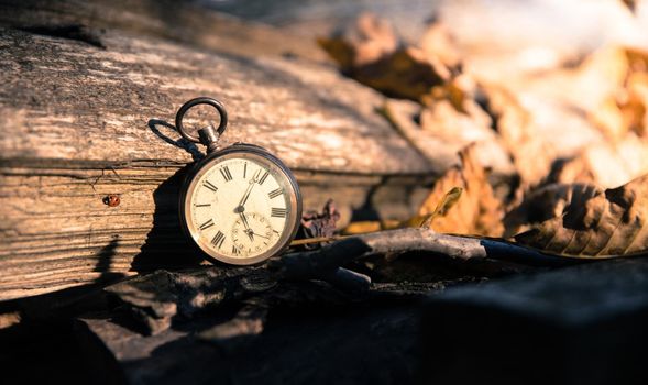 Vintage watch leans on a wood piece and dry leaves, blurriness