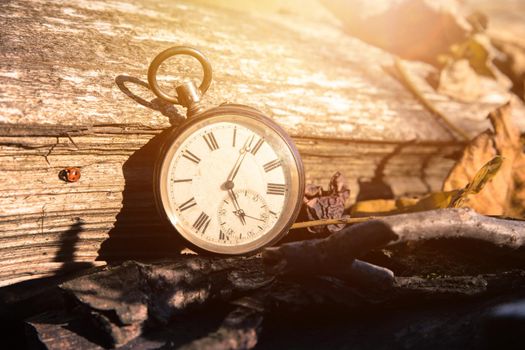 Vintage watch leans on a wood piece and dry leaves, blurriness