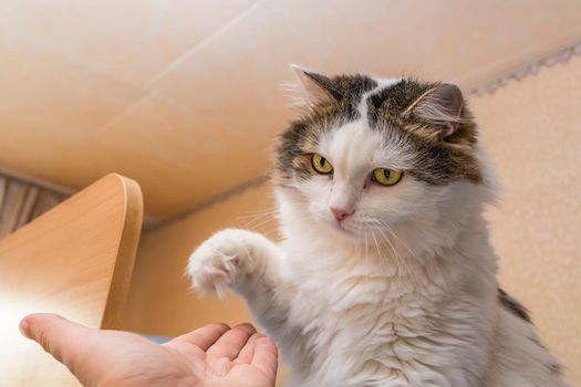 A domestic cat greets a person by giving him a paw, plays and is trained