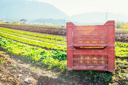 Red box for vegetables on a field, agriculture