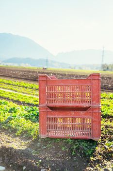 Red box for vegetables on a field, agriculture