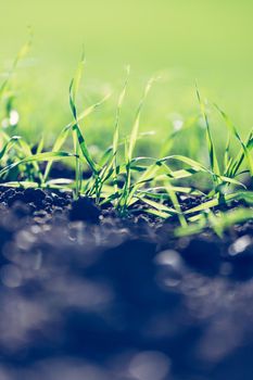 Fresh green plants on an agriculture field