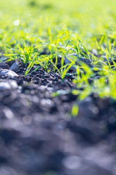 Fresh green plants on an agriculture field