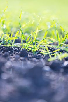 Fresh green plants on an agriculture field