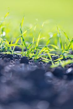 Fresh green plants on an agriculture field