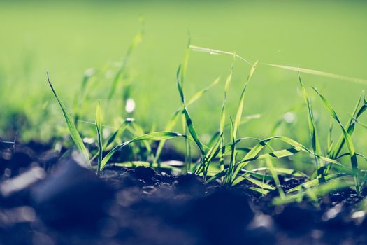 Fresh green plants on an agriculture field