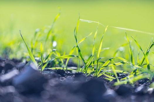 Fresh green plants on an agriculture field