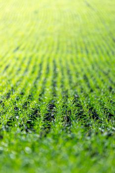 Fresh green plants on an agriculture field