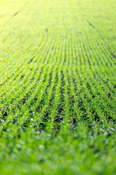 Fresh green plants on an agriculture field