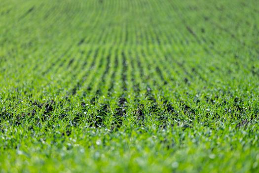 Fresh green plants on an agriculture field