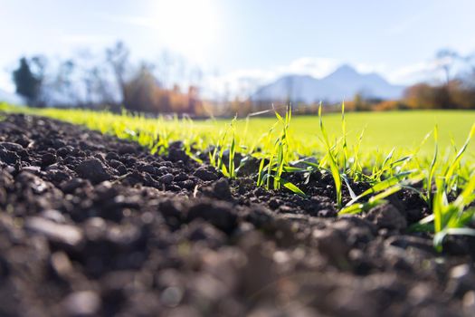 Fresh green plants on an agriculture field